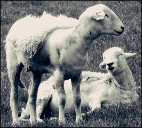 Scruffy sheep April 2019